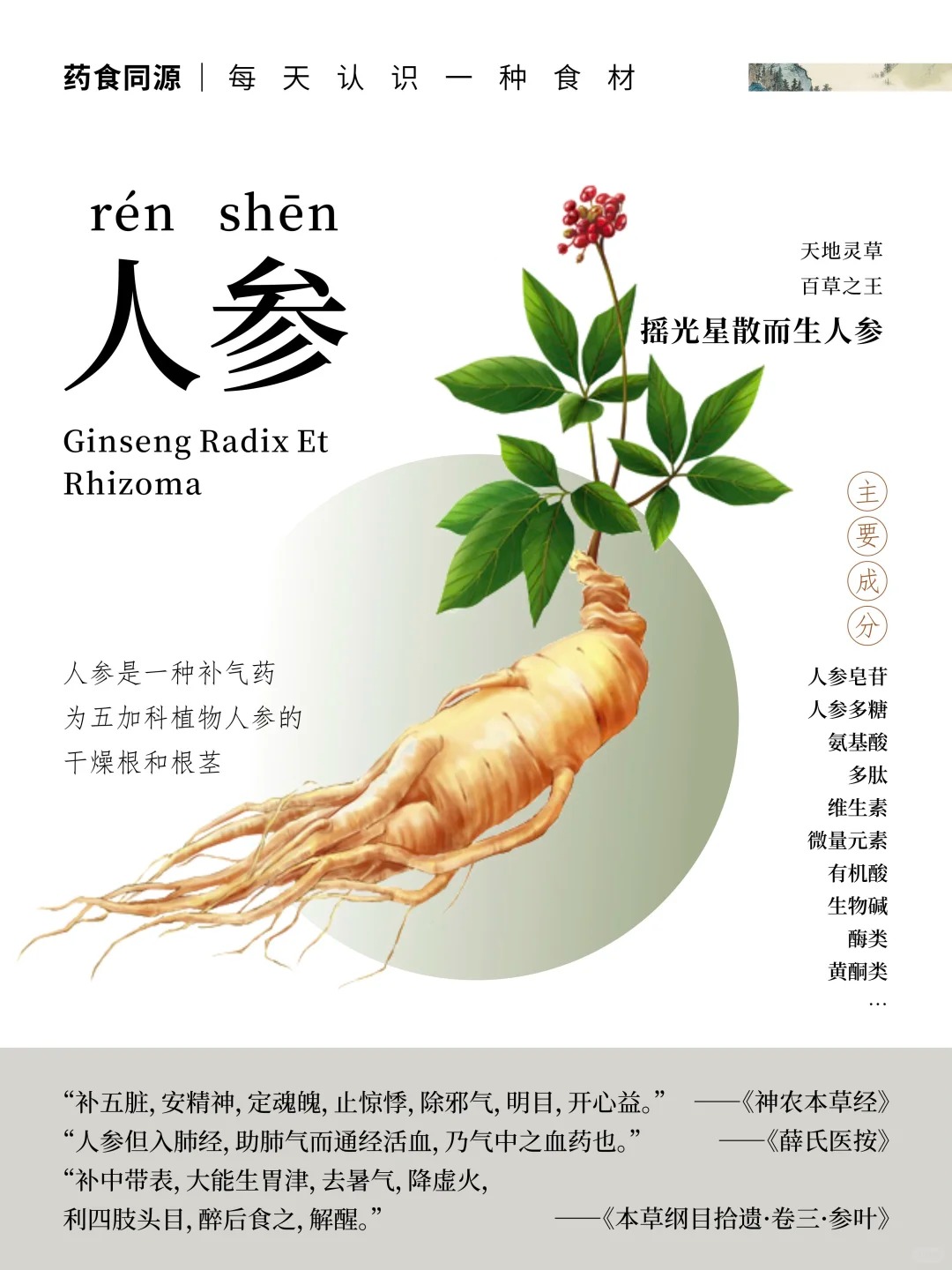 百草之王·人参。药食同源瑰宝。可入药可入膳，千年养生智慧结晶。自然馈赠，滋养身心之选✨